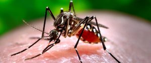 CDC Zika Virus Mosquito